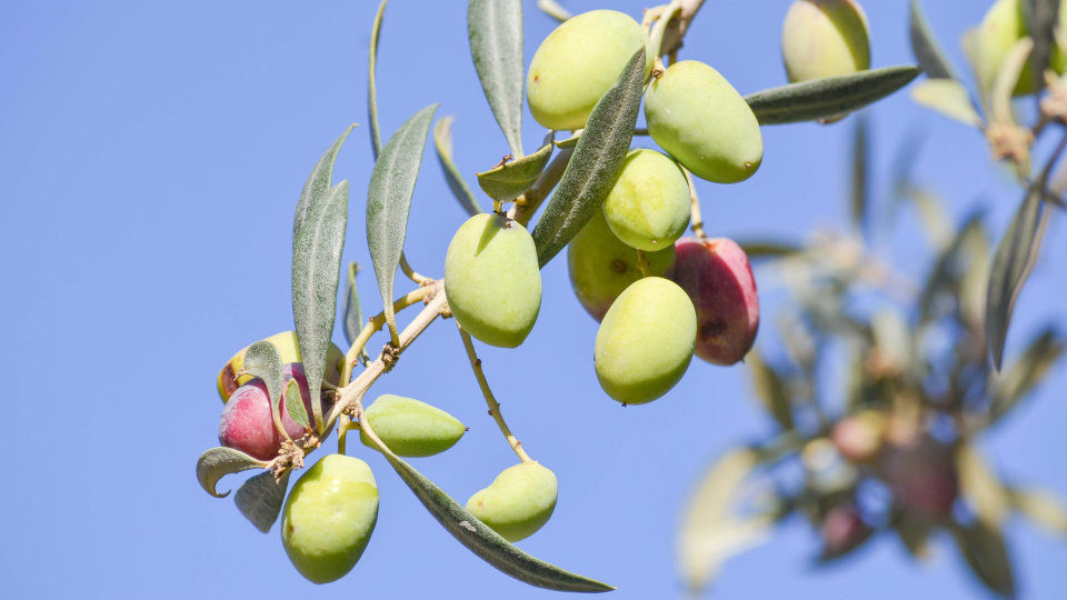 Olive Challenge: Καινοτόμες ιδέες ξεχώρισαν στον διαγωνισμό για τον ελαιοκομικό τομέα