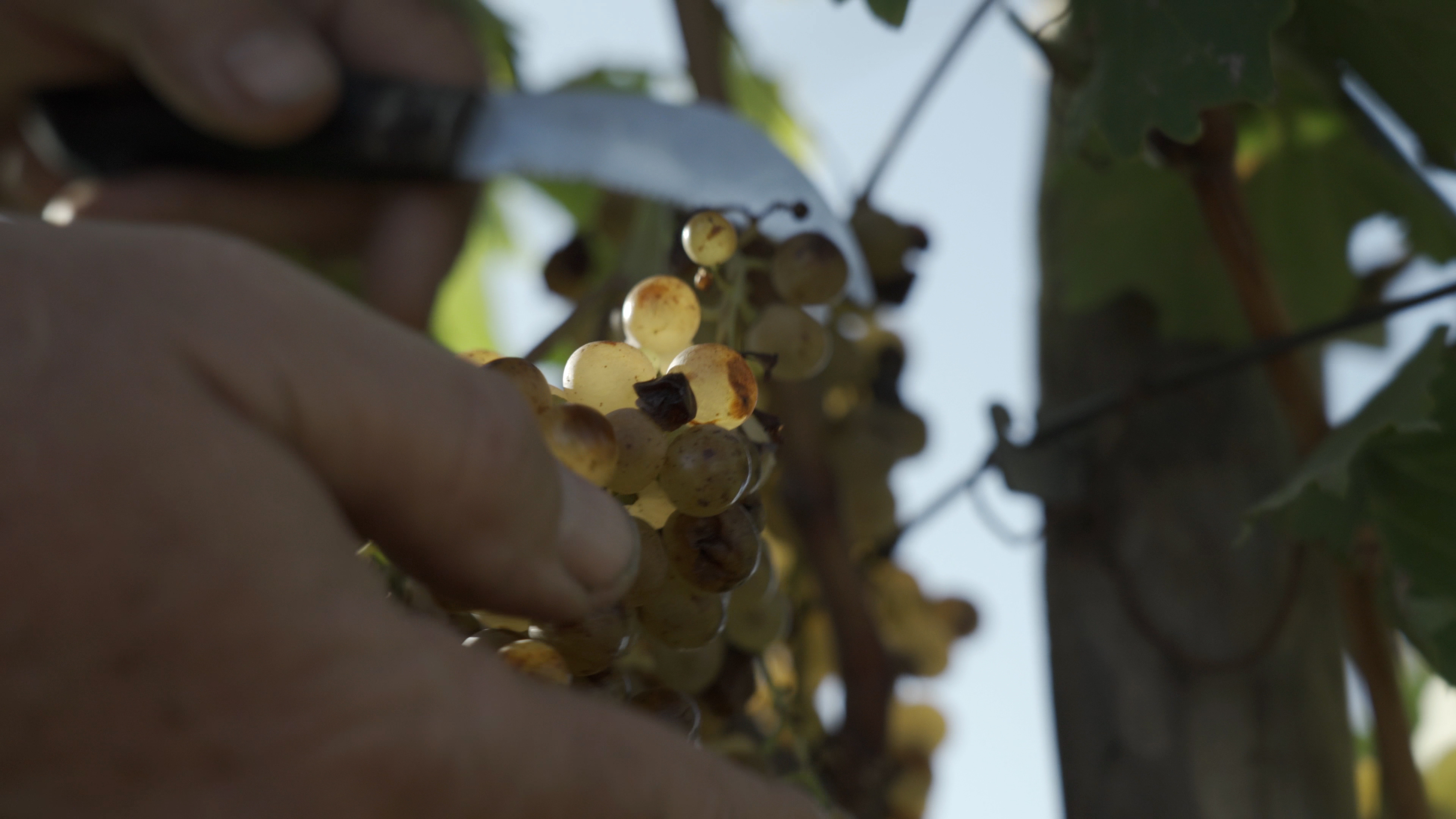 ΤΡΥΓΟΣ1.jpg?mtime=20221102172052#asset:381348