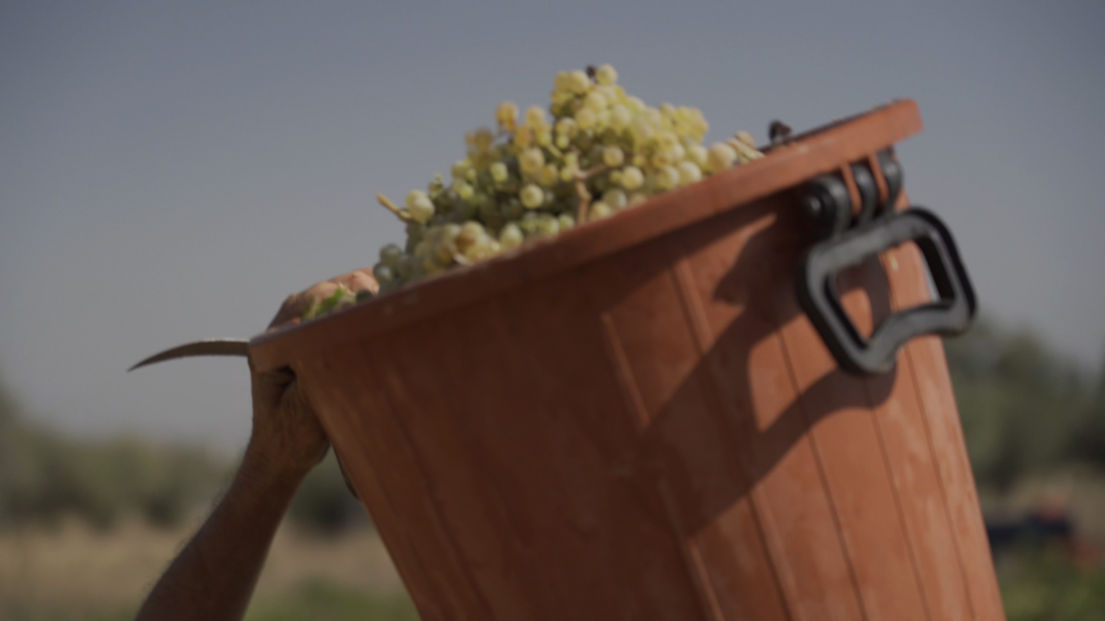 ΤΡΥΓΟΣ4.jpg?mtime=20221102171755#asset:381342