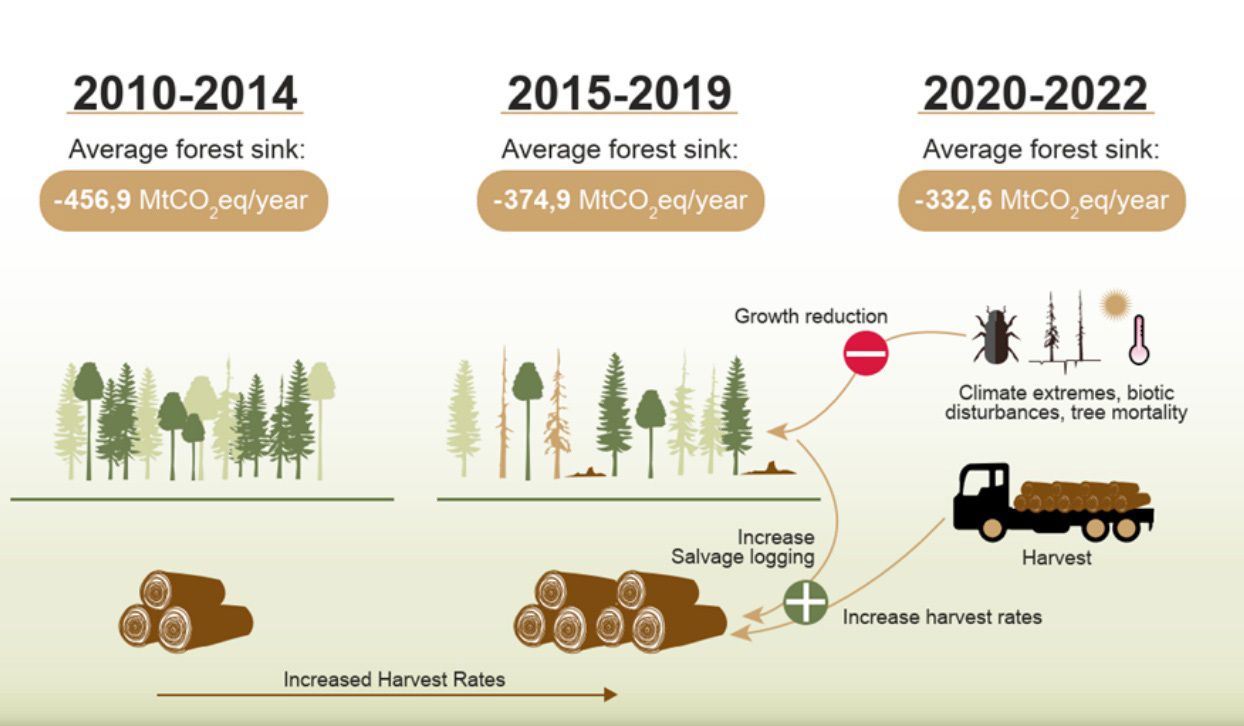 Average-forest-sink-2010-2022.jpg?mtime=20250907145509#asset:563436