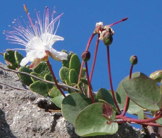 Capparis-spinosa.jpg?mtime=20250820110355#asset:561679