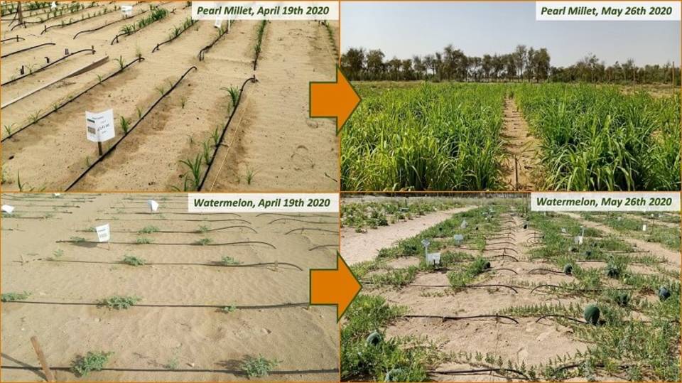 Dubai-crops-before-and-after.jpg?mtime=20200820113826#asset:204021