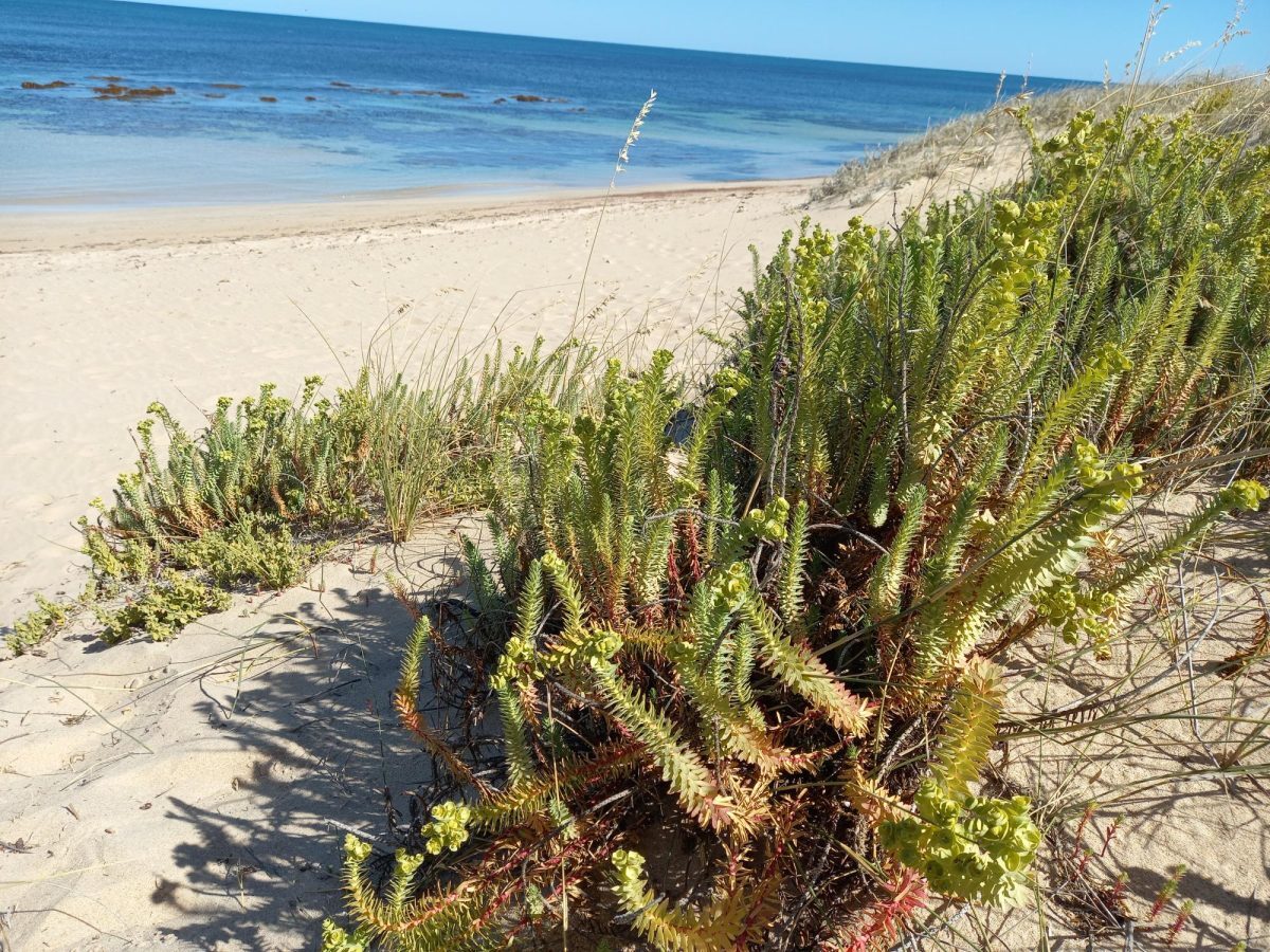 Euphorbia.jpg?mtime=20250820111128#asset:561682