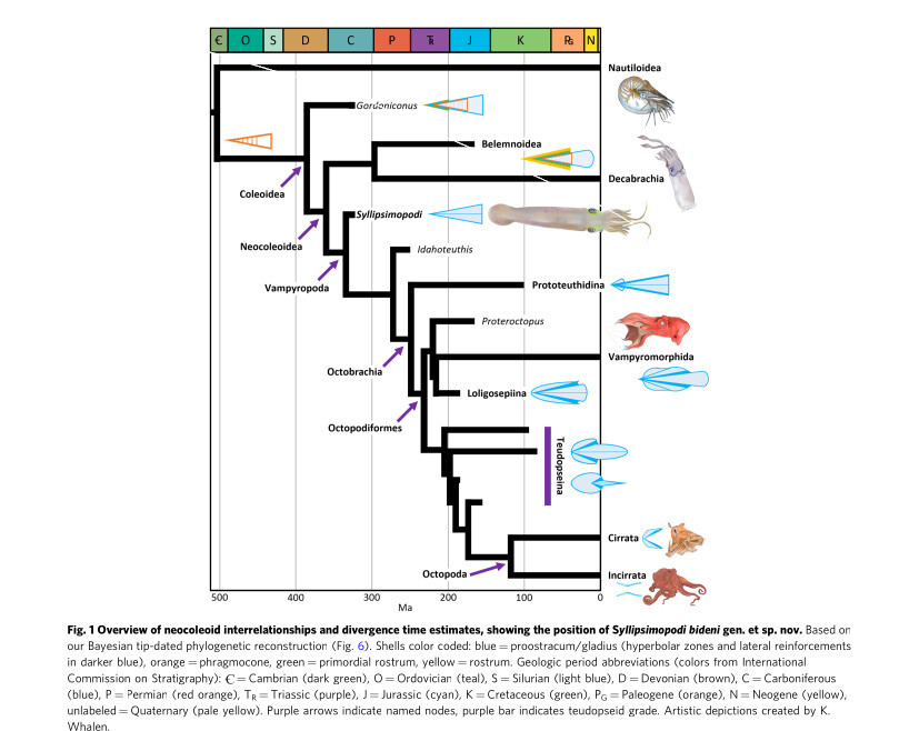 Syllipsimopodi-bideni.jpg?mtime=20220309121204#asset:333561
