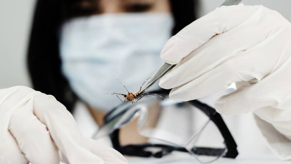 «Πείραμα Jurassic Park»: Απελευθερώνονται 750 εκατ. γενετικά τροποποιημένα κουνούπια
