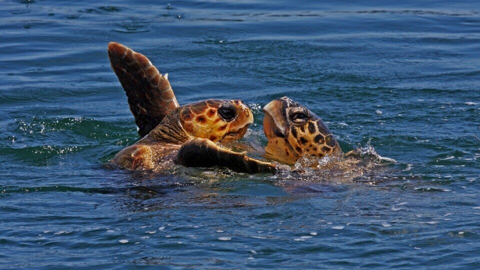 MEDASSET: Σε κίνδυνο οι οικότοποι των θαλάσσιων χελωνών σε Κύπρο, Ελλάδα και Τουρκία