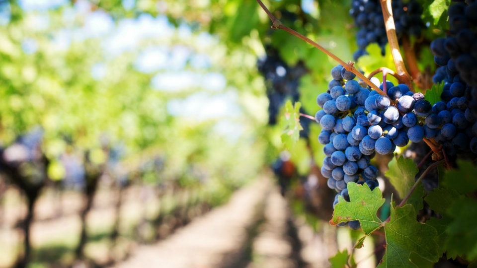 ΚΕΟΣΟΕ: Ο προβληματικός ανοιξιάτικος καιρός επηρεάζει την παραγωγή κρασιού