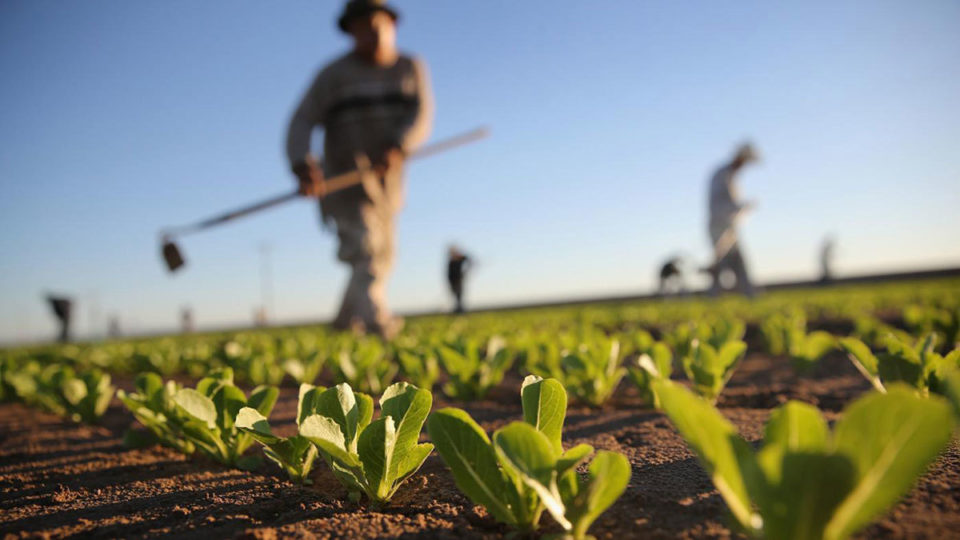 UBS: Τα τρέχοντα γεωργικά συστήματα είναι μη βιώσιμα