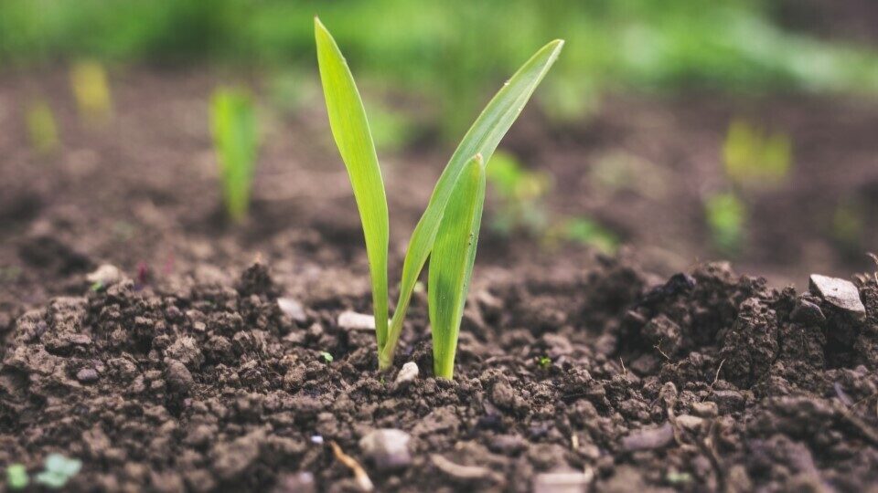 Οι μεγάλοι νικητές του επιταχυντή αγροδιατροφικών επιχειρήσεων «Αγροανέλιξη»