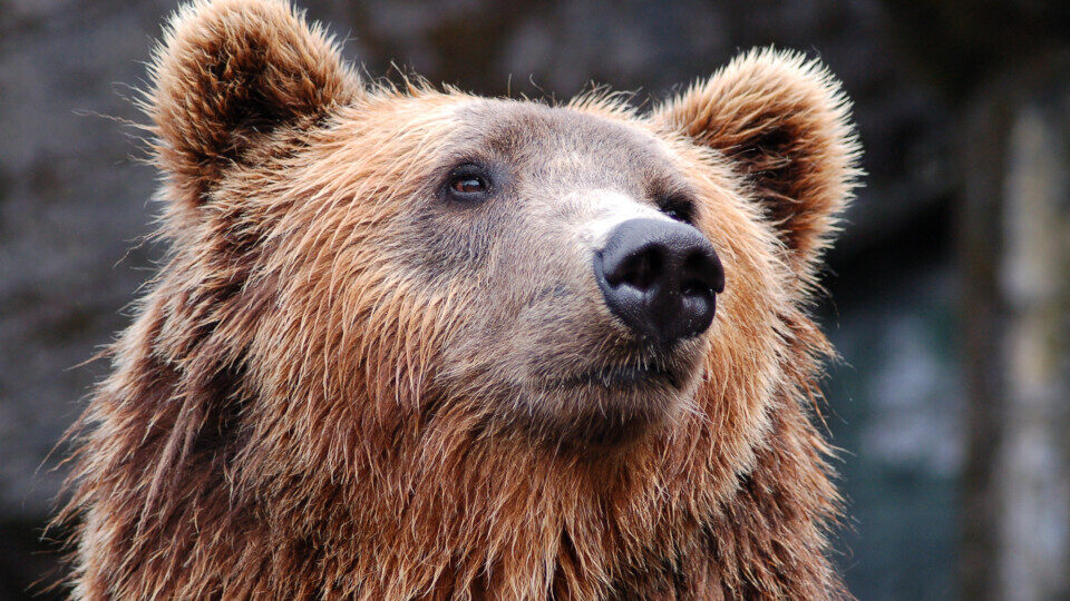 ​Τα περιστατικά παράνομης θανάτωσης τριών αρκούδων στη Φλώρινα διερευνά το ΥΠΕΝ