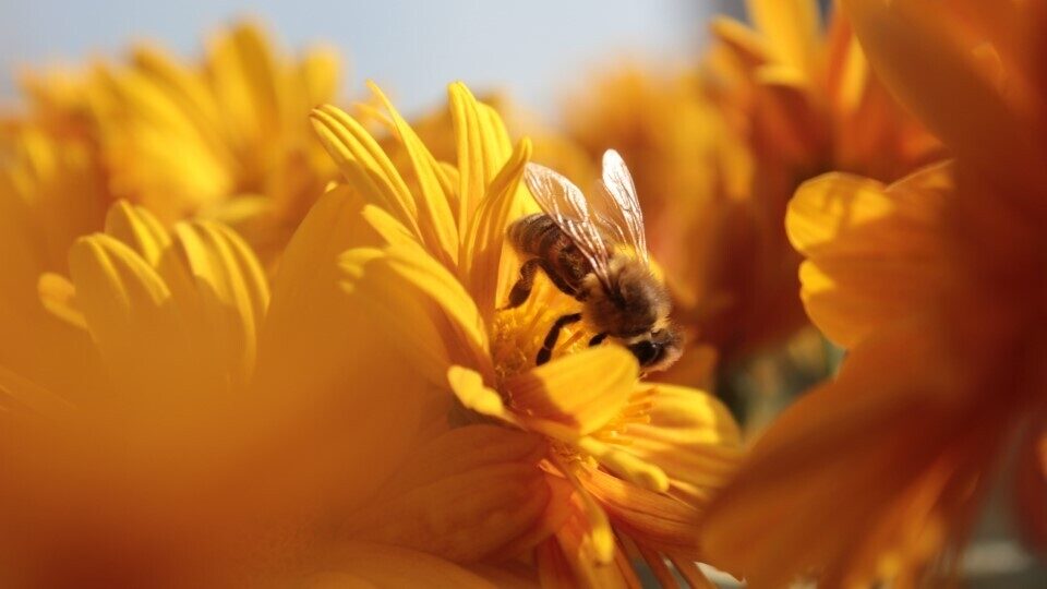 «Εξαφανισμένα» πολλά είδη μελισσών από τη δεκαετία του '90 -  Μειώνονται οι αριθμοί
