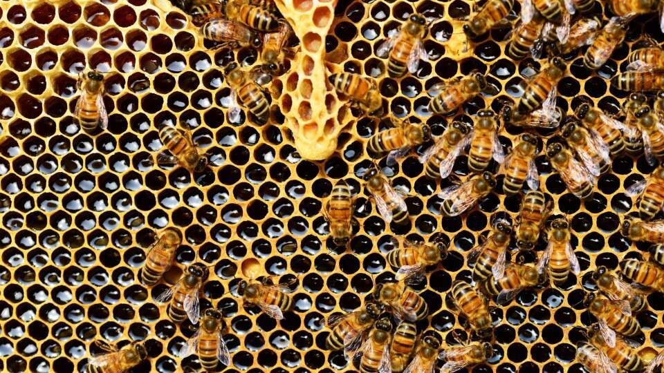 Οι μέλισσες παράγουν ηλεκτρικό φορτίο όσο μια καταιγίδα