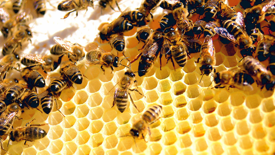 Διαβούλευση για την παραγωγή και εμπορία προϊόντων μελισσοκομίας
