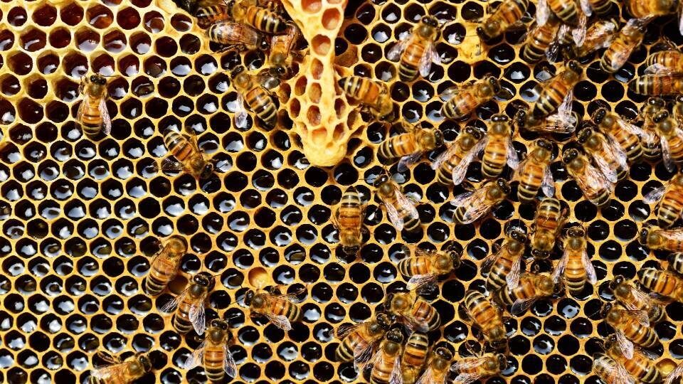 Έρευνα: Το δηλητήριο της μέλισσας σκοτώνει τα επιθετικά καρκινικά κύτταρα του μαστού
