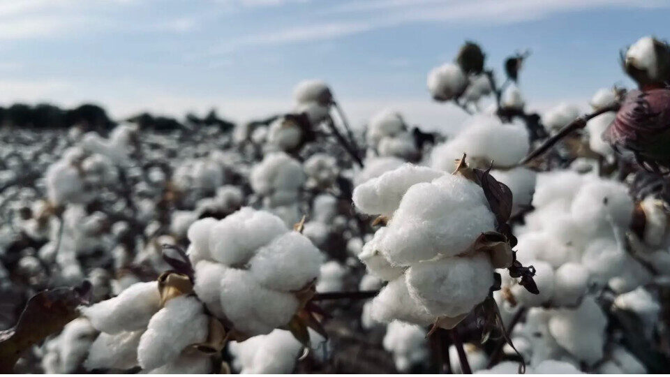 Ολοκληρώθηκε η καμπάνια EUCOTTON για το βιώσιμο, ποιοτικό ευρωπαϊκό βαμβάκι