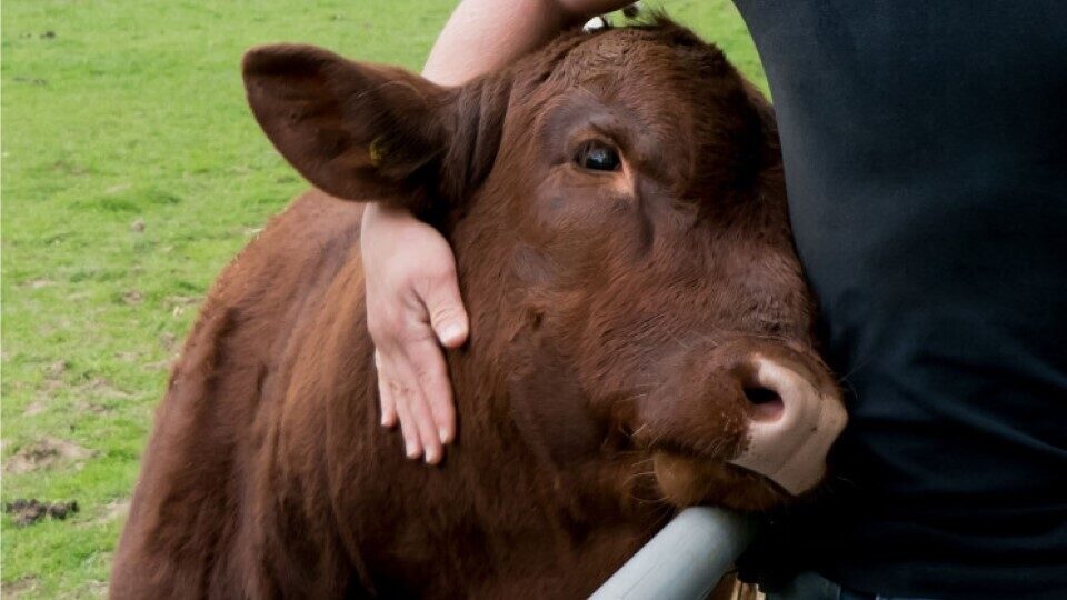 Μια ΜΚΟ εγκαινιάζει κέντρο θεραπείας που προσφέρει αγκαλιές με αγελάδες