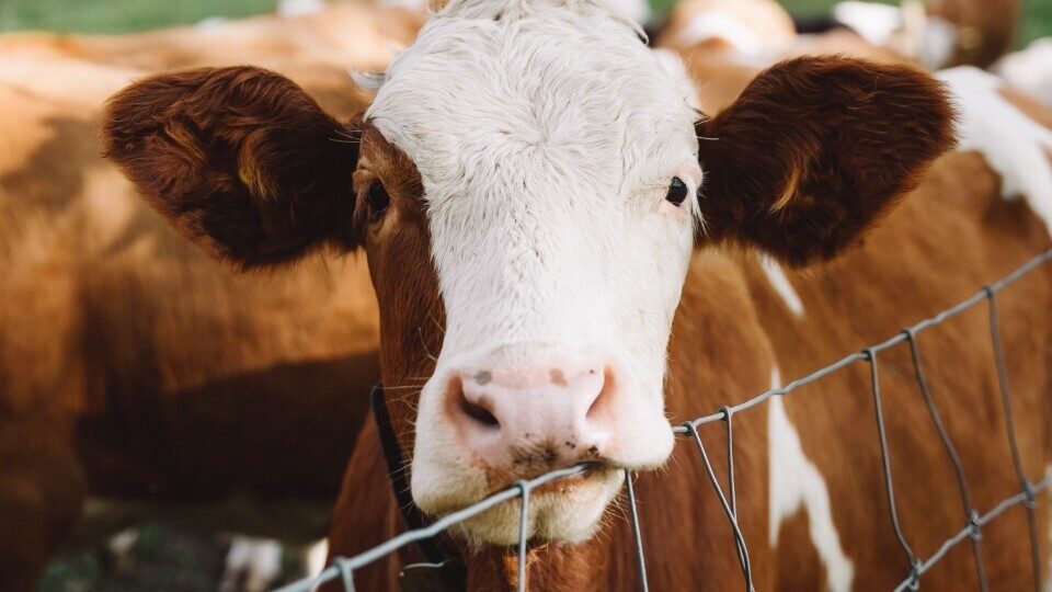 ΕΕ: Έγκριση πρόσθετης ύλης ζωοτροφών για μείωση εκπομπών μεθανίου από αγελάδες