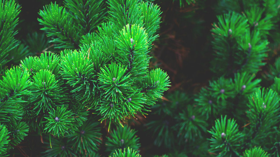 Υπουργείο Περιβάλλοντος: Οι όροι για την πώληση χριστουγεννιάτικων δέντρων