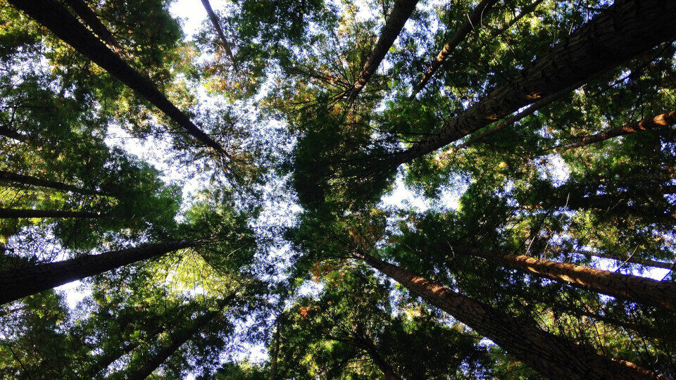 We4all: 2η Πανελλήνια Εθελοντική Φύτευση με στόχο να φυτευτούν 10.000.000 δέντρα