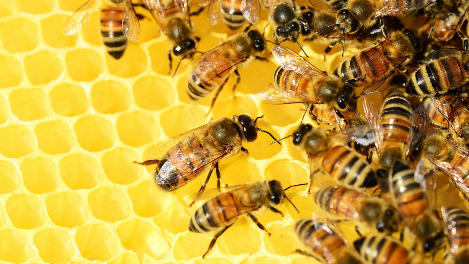 ​Κομισιόν: Συνάντηση με τους διοργανωτές της πρωτοβουλίας «Σώστε τις μέλισσες και τους γεωργούς»​