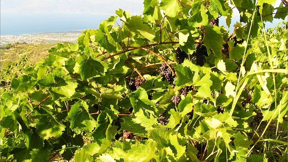 Επαναπροσεγγίζοντας το ελληνικό τουριστικό προϊόν στη βάση του: Η κορινθιακή σταφίδα