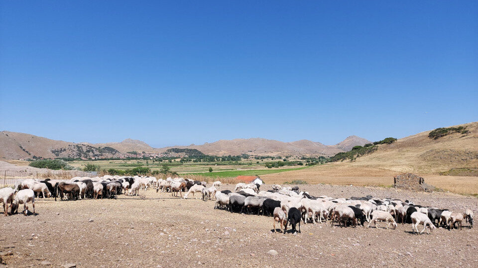 Νέα Γεωργία Νέα Γενιά: Ενημερωτική ημερίδα για τα αιγοπρόβατα στη Λήμνο