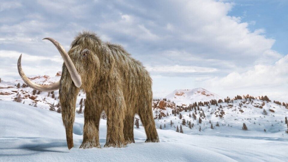 Σε απομεινάρια μαμούθ στη Σιβηρία βρέθηκε το αρχαιότερο DNA στον κόσμο