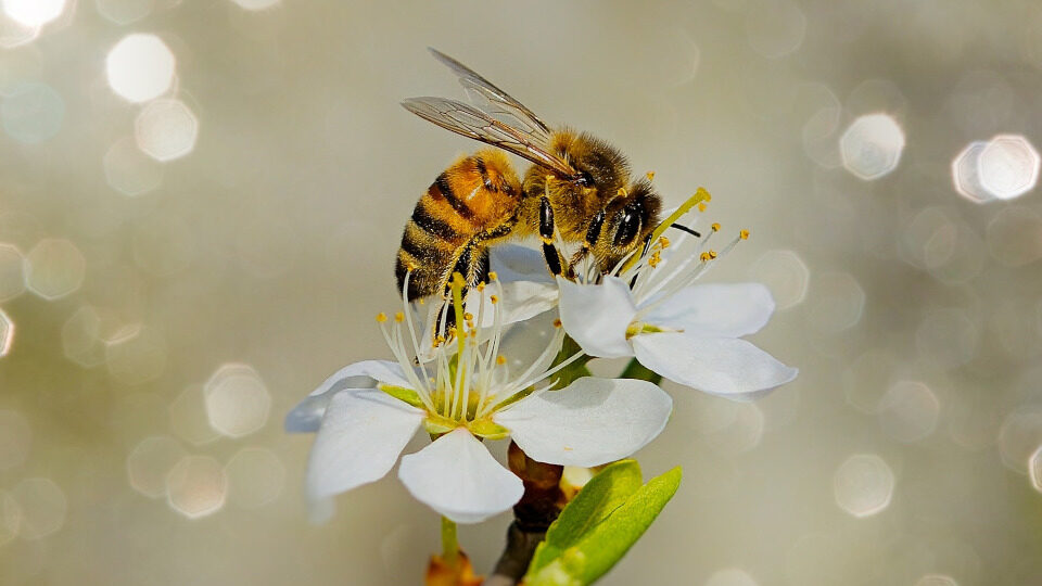 ​Υπ. Αγροτικής Ανάπτυξης: 1,8 εκατ. για τη μελισσοκομία στα μικρά νησιά του Αιγαίου