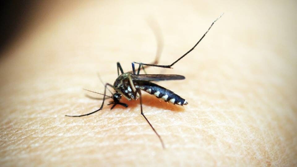 Οι ΗΠΑ θα απελευθερώσουν 2,4 δισ. γενετικά τροποποιημένα κουνούπια