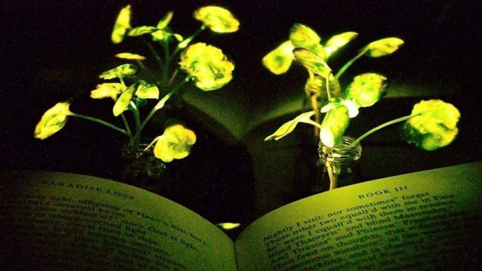 Επιστήμονες του MIT θέλουν να αντικαταστήσουν τα φώτα με λαμπερά φυτά
