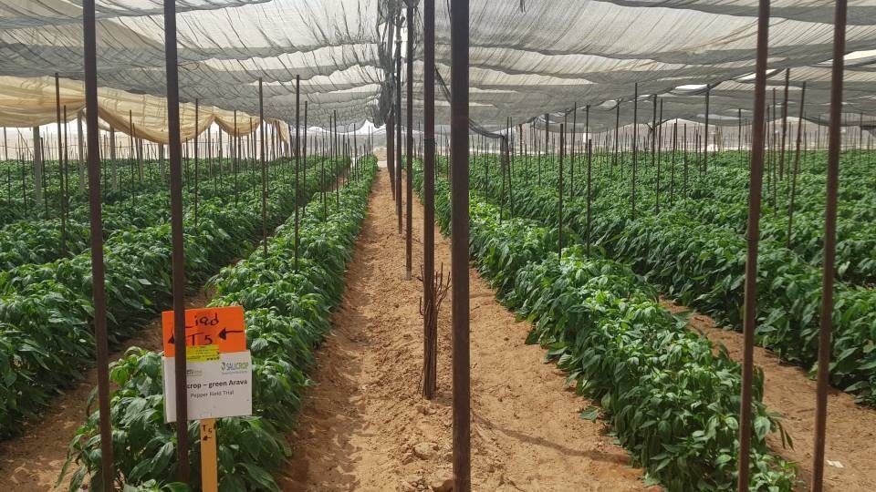 Εταιρεία αναπτύσσει πρωτοποριακή μέθοδο για καλλιέργεια σε αλατούχο έδαφος