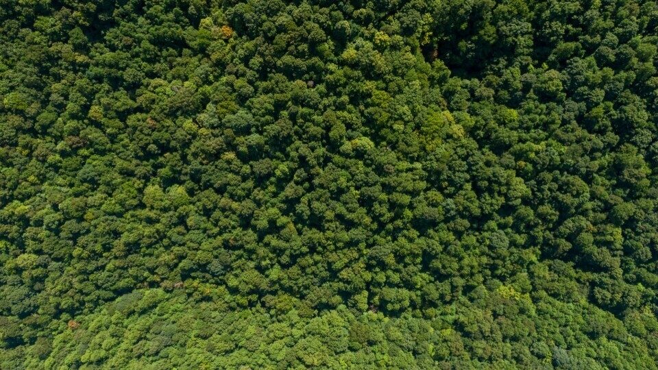 Timberland: Την φύτευση 50 εκατομμυρίων δένδρων ανέλαβε η εταιρεία