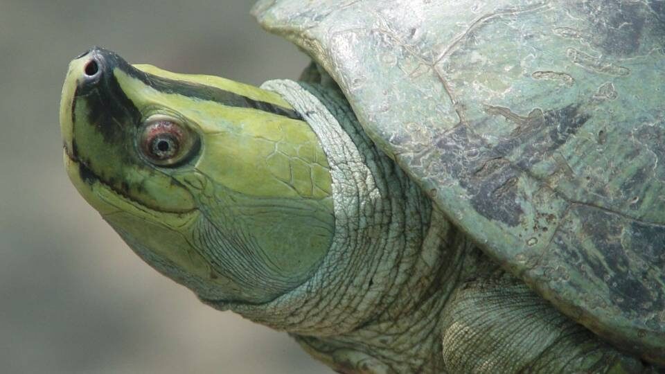Batagur trivittata: Η χελώνα που χαμογελάει και γλύτωσε την εξαφάνιση