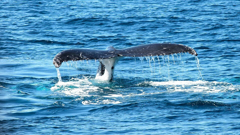 ​ΥΠΕΝ: Πολύ σοβαρή κρίνεται η κατάσταση της υγείας της φάλαινας στον Άλιμο