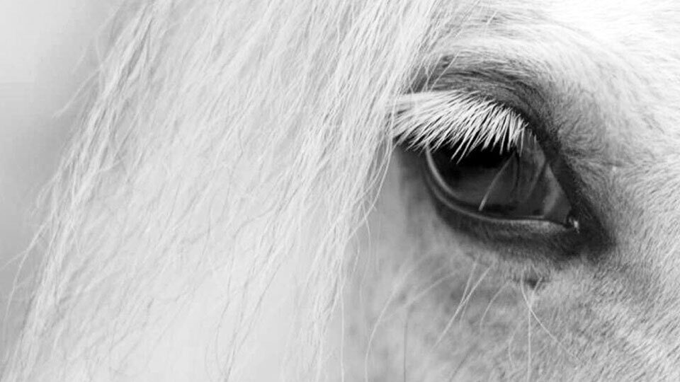The Unkeeper: Ένα άσπρο άλογο