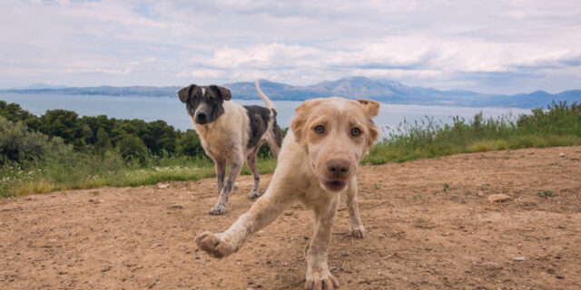 Το Σαν Φρανσίσκο στην κορυφή των Pet-Friendly προορισμών