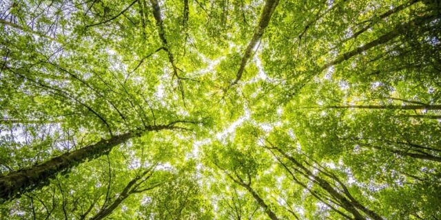 Κομισιόν: Νέες συστάσεις για τις δενδροφυτεύσεις και τα αρχαία δάση
