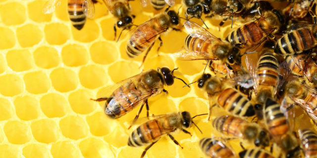 ​ΕΕ: Συμφωνία κρατών μελών για μείωση του ορίου κατάλοιπων φυτοφαρμάκων για προστασία των μελισσών