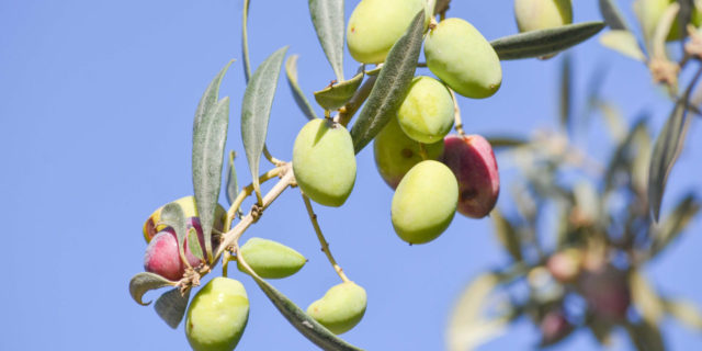 Άνοιξαν οι αιτήσεις για τον διαγωνισμό καινοτομίας και επιχειρηματικότητας Olive Challenge 2019