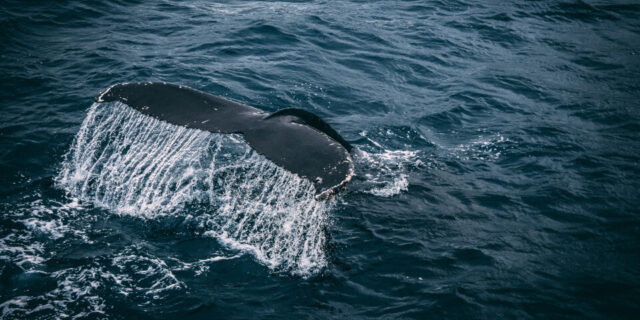 SAvE Whales: Αξιοποίηση της έξυπνης τεχνολογίας για την αποφυγή σύγκρουσης των φυσητήρων με πλοία