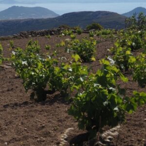 Ο Αγροτικός Συνεταιρισμός Πάρου επανασυστήνεται ως Paros Farming Community