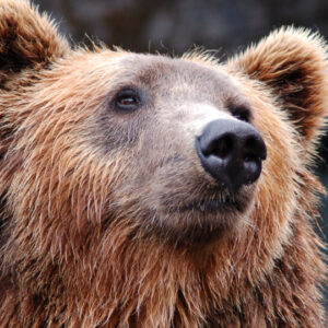 ​Τα περιστατικά παράνομης θανάτωσης τριών αρκούδων στη Φλώρινα διερευνά το ΥΠΕΝ