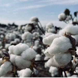 Ολοκληρώθηκε η καμπάνια EUCOTTON για το βιώσιμο, ποιοτικό ευρωπαϊκό βαμβάκι