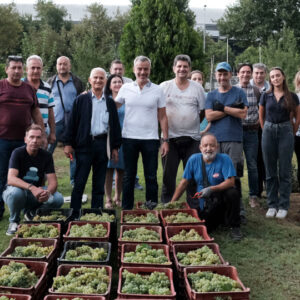 Τρύγος για τις λευκές ποικιλίες στον αστικό αμπελώνα του Δ. Θεσσαλονίκης