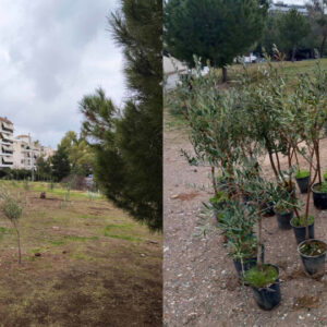 ΚΕΠΑ: Δενδροφυτεύσεις σε δύο λόφους του Δ. Αλίμου στο πλαίσιο του «75UN – 75 Trees UNAI SDG7»