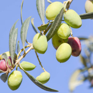 Olive Challenge: Καινοτόμες ιδέες ξεχώρισαν στον διαγωνισμό για τον ελαιοκομικό τομέα