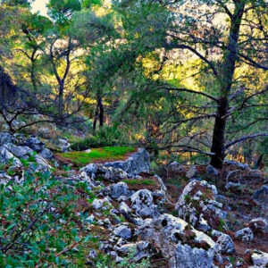 Η Nova ICT υλοποιεί το έργο «Έξυπνο Δάσος» για το Όρος Αιγάλεω - Ποιος ο στόχος