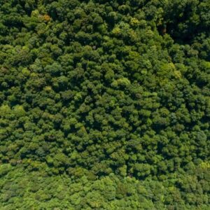 Πραγματοποιήθηκε η 6η τηλεδιάσκεψη της διεθνούς Πρωτοβουλίας “75UN – 75 Trees UNAI SDG7” για τη φύτευση δένδρων