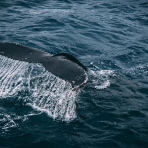SAvE Whales: Αξιοποίηση της έξυπνης τεχνολογίας για την αποφυγή σύγκρουσης των φυσητήρων με πλοία