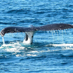 ​ΥΠΕΝ: Πολύ σοβαρή κρίνεται η κατάσταση της υγείας της φάλαινας στον Άλιμο